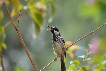 White-cheeked Honeyeater QLD,Australia Fri, 10/7/2022