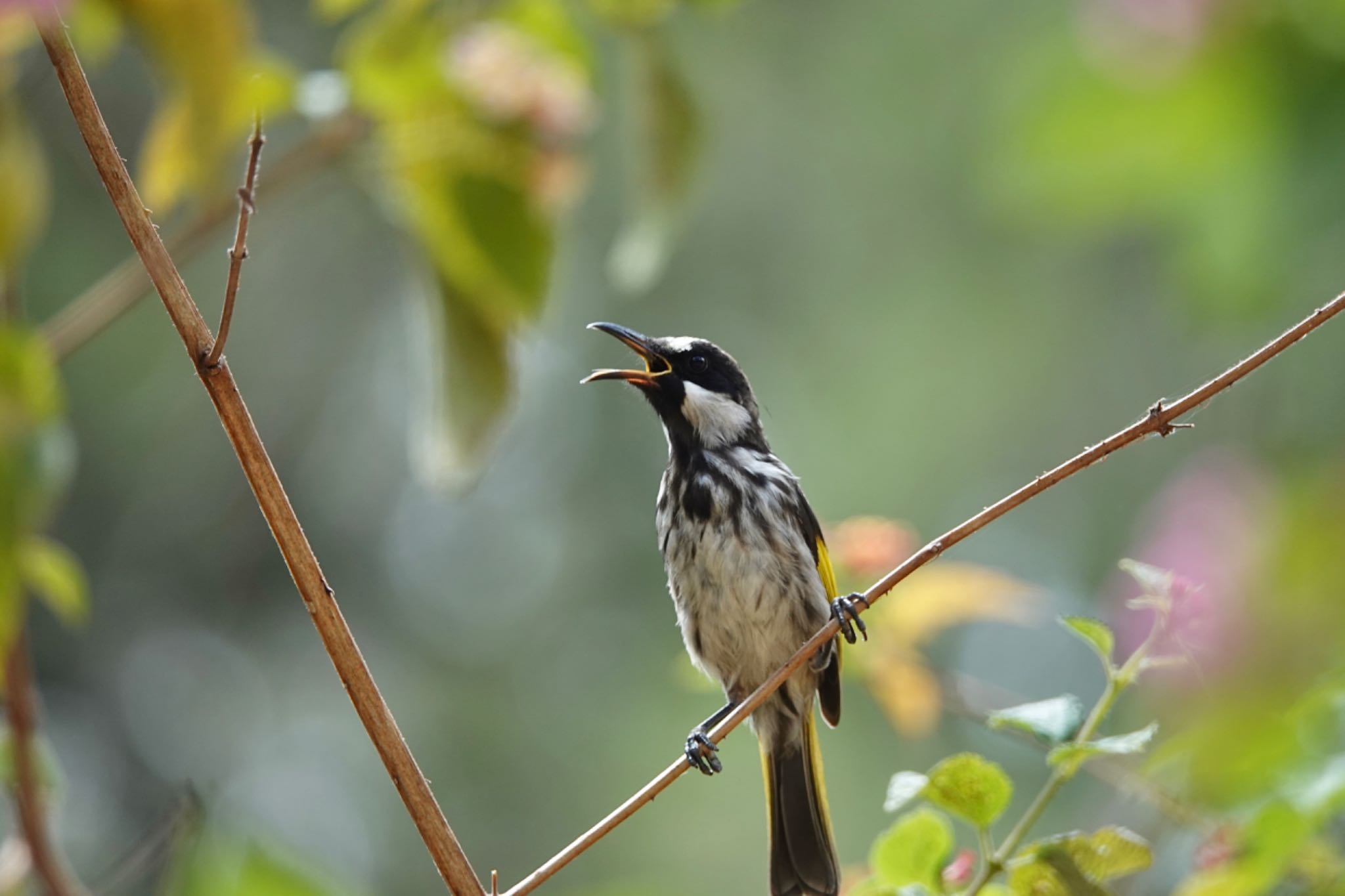 Photo of White-cheeked Honeyeater at QLD,Australia by のどか