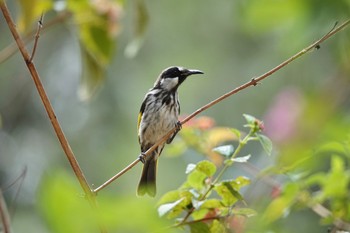 White-cheeked Honeyeater QLD,Australia Fri, 10/7/2022