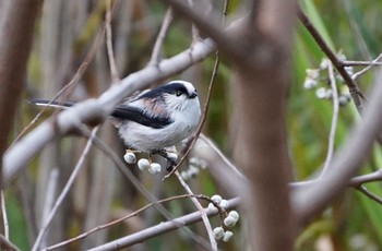 2022年11月26日(土) 千里南公園の野鳥観察記録