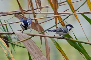 Japanese Tit 千里南公園 Sat, 11/26/2022