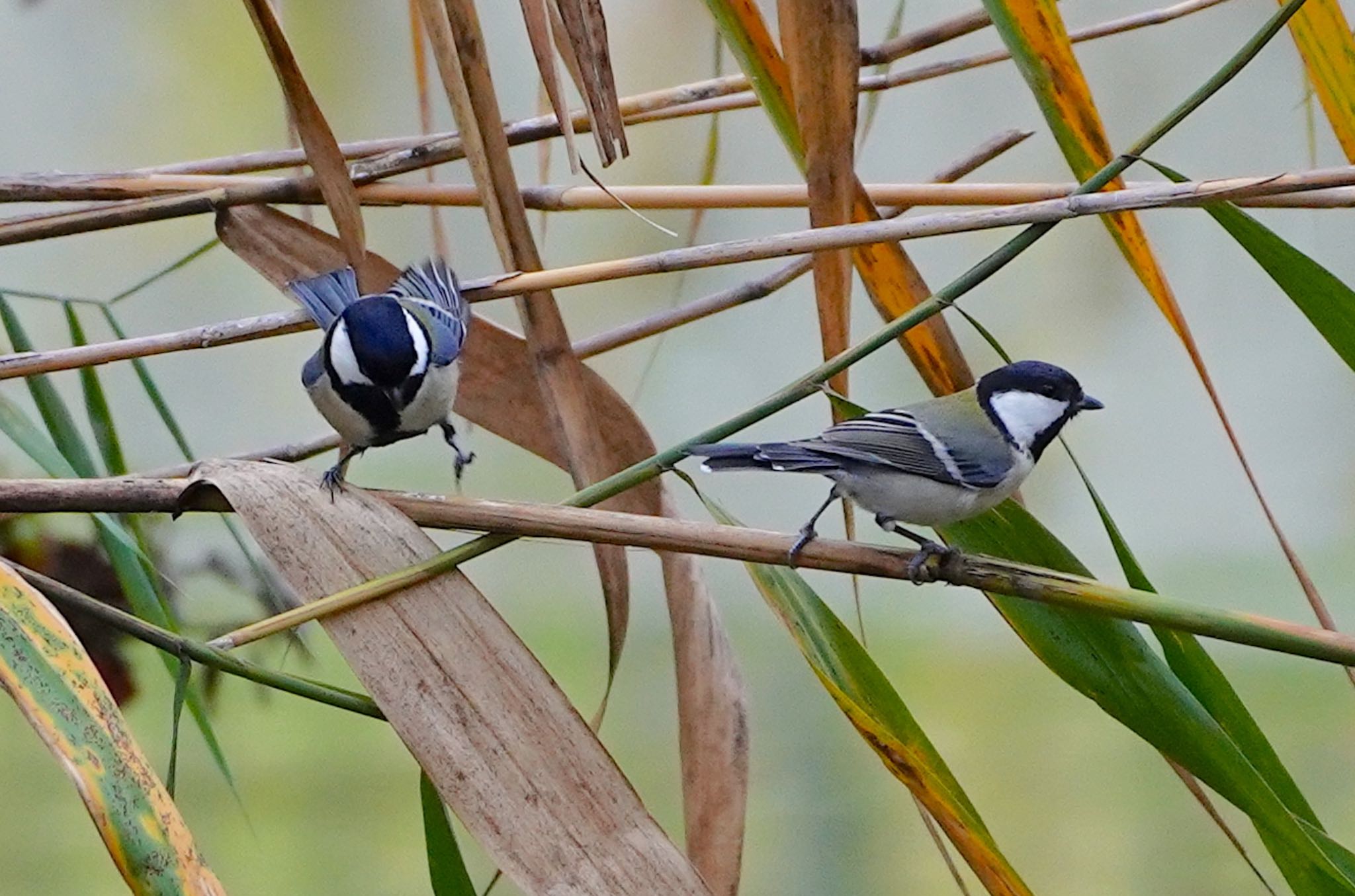 Photo of Japanese Tit at 千里南公園 by アルキュオン