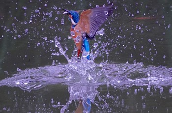 Common Kingfisher 千里南公園 Sat, 11/26/2022