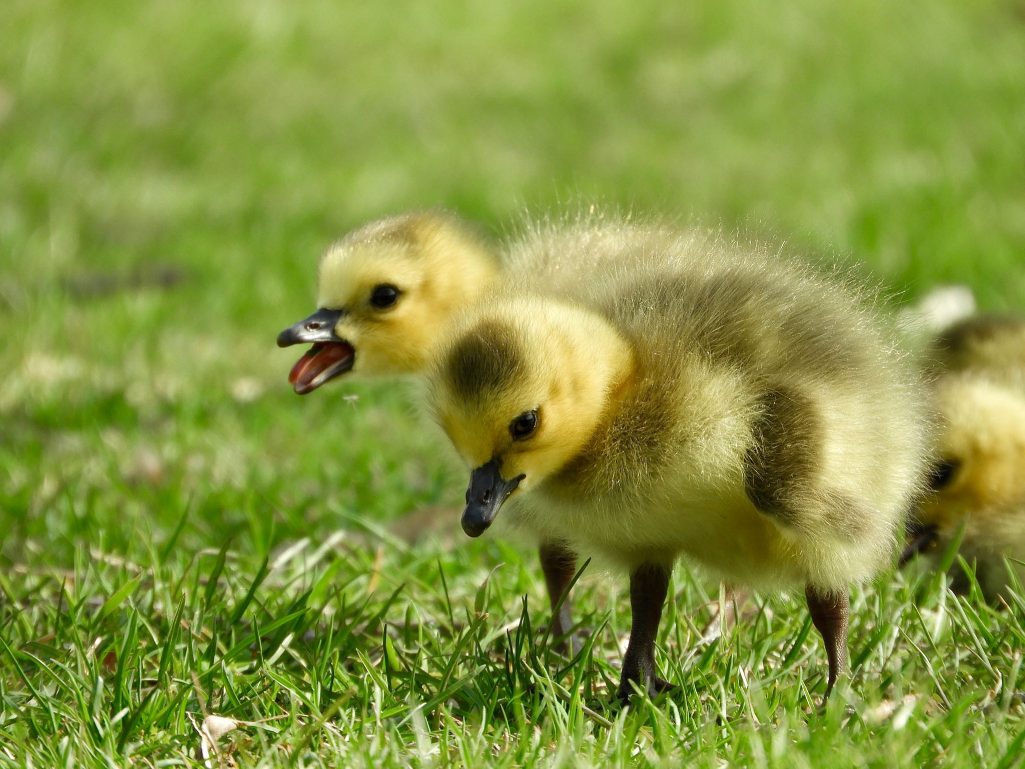 Photo of Canada Goose at Loring Park by たっちゃん365