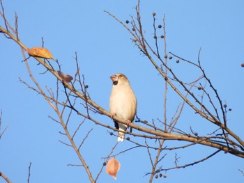 Hawfinch Asaba Biotope Sat, 11/19/2022