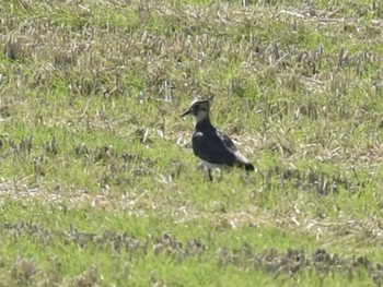 2022年11月26日(土) 熊本県 玉名市の野鳥観察記録