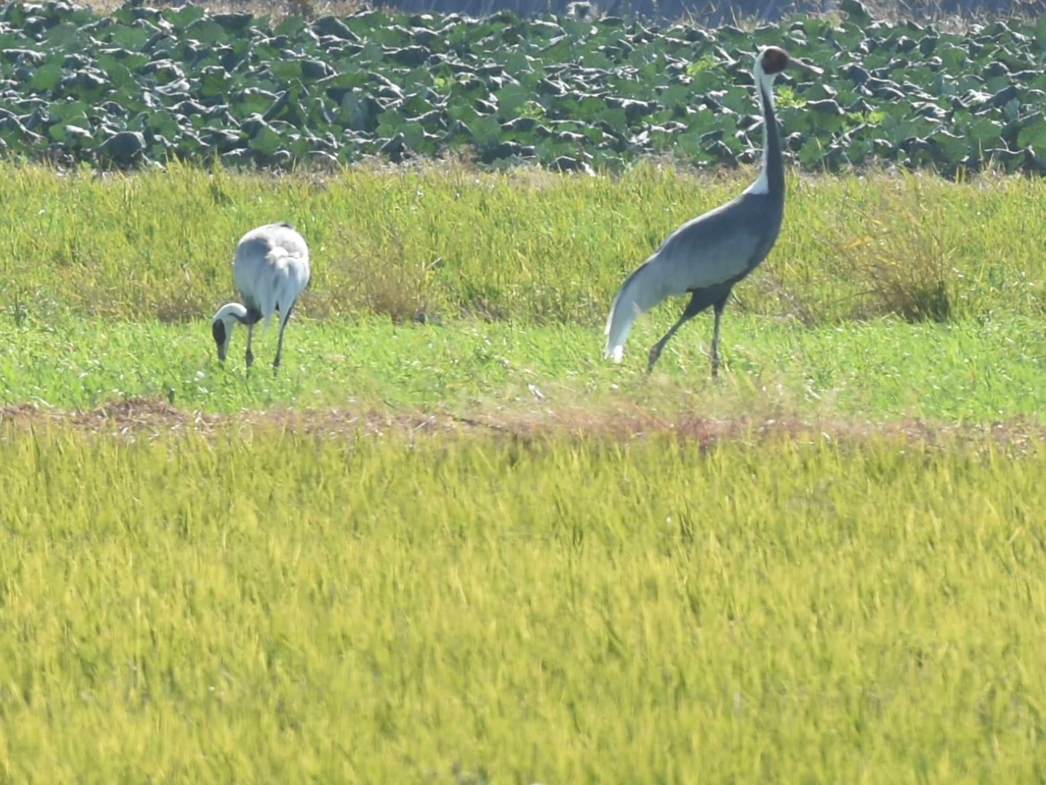 熊本県 玉名市 マナヅルの写真 by jo6ehm