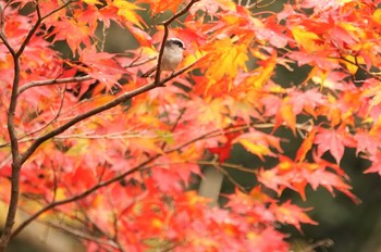 エナガ 箕面公園(大阪府) 2022年11月26日(土)