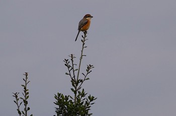 Bull-headed Shrike 万代池 Sat, 11/26/2022