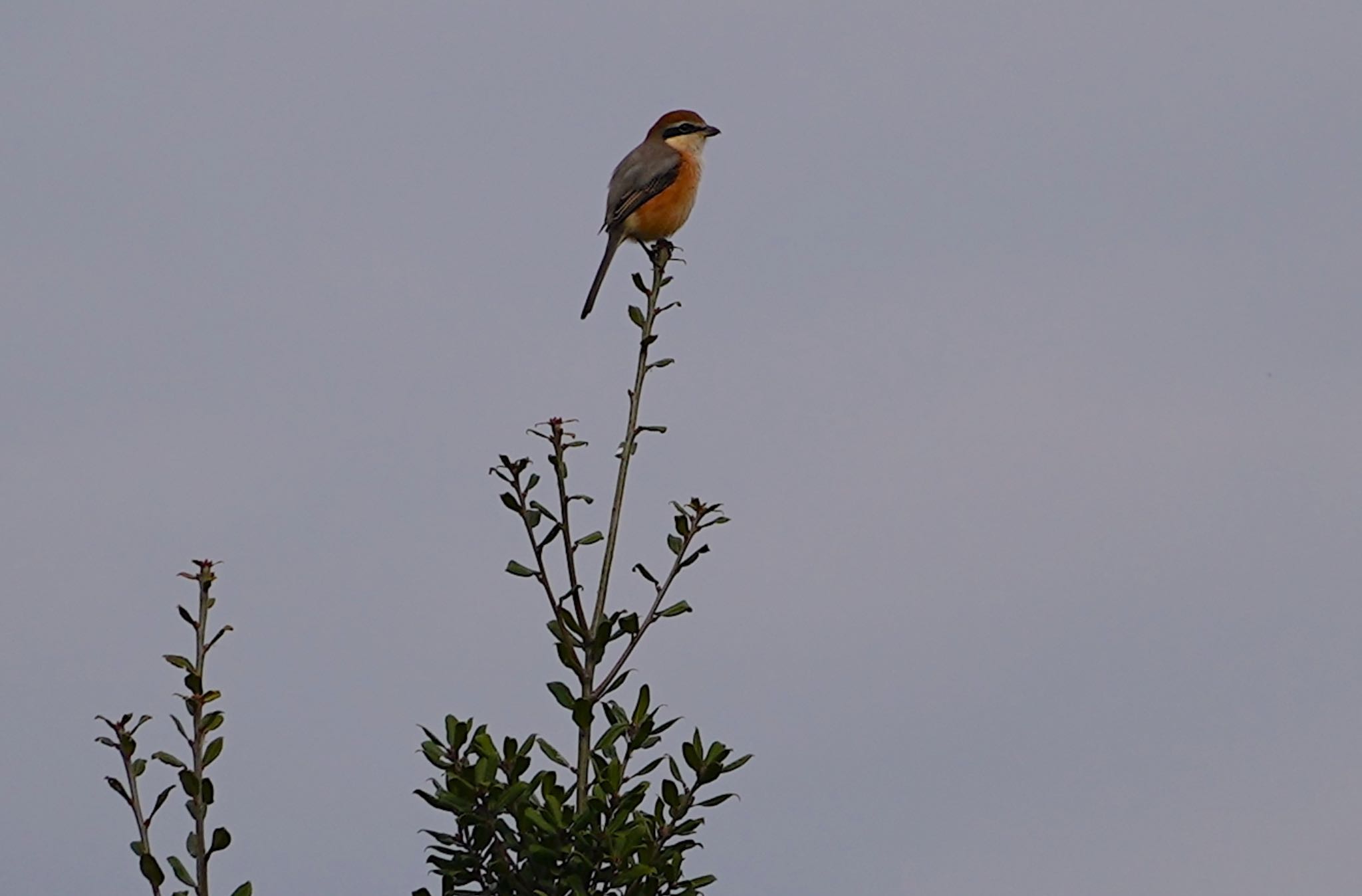 Photo of Bull-headed Shrike at 万代池 by アルキュオン