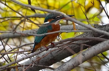 Common Kingfisher 万代池 Sat, 11/26/2022