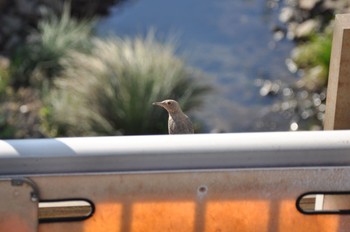 Blue Rock Thrush 緑区 Fri, 11/25/2022