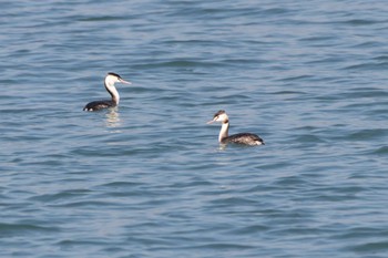 Great Crested Grebe 曽根干潟(曾根干潟) Sat, 11/26/2022