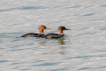 Red-breasted Merganser 曽根干潟(曾根干潟) Sat, 11/26/2022