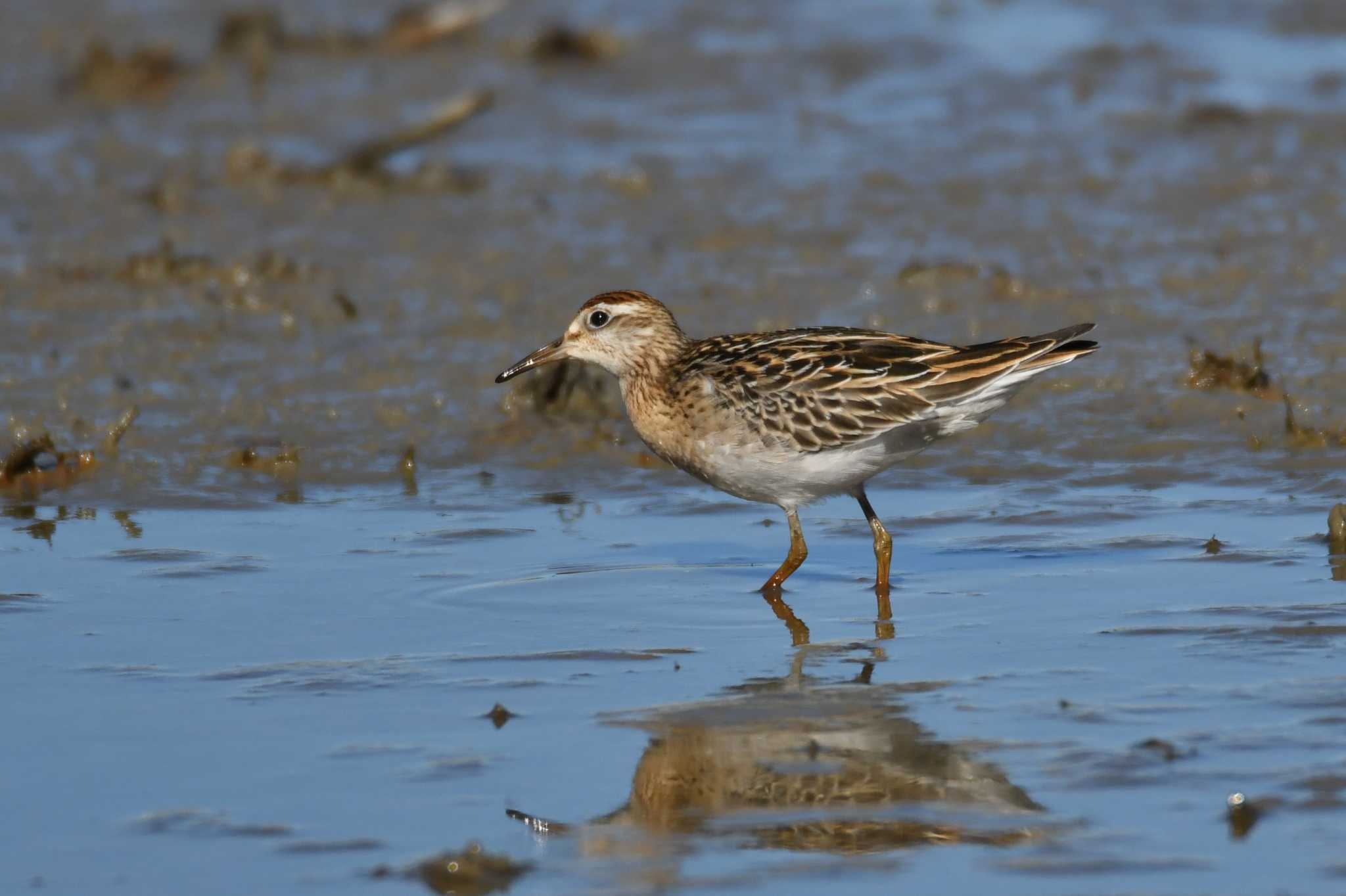 Sharp-tailed Sandpiper