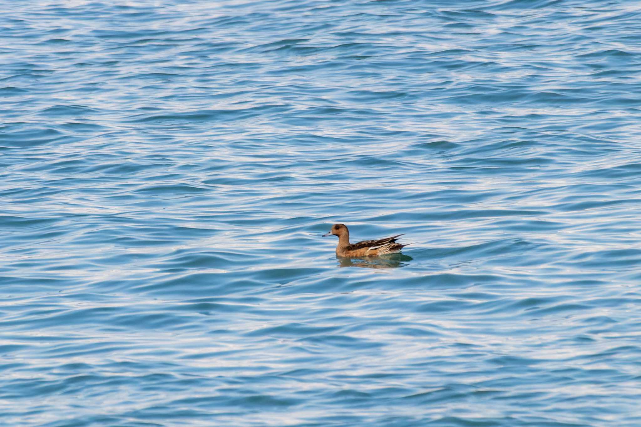 Photo of Eurasian Wigeon at 曽根干潟(曾根干潟) by そいぎんた