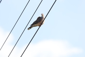 Oriental Turtle Dove 奈良市水上池 Tue, 11/8/2022