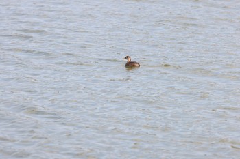 Little Grebe 奈良市水上池 Tue, 11/8/2022