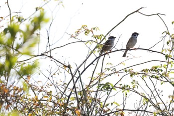 Eurasian Tree Sparrow 奈良市水上池 Tue, 11/8/2022