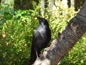 2022年11月12日(土) 都市緑化植物園(大阪府豊中市寺内)の野鳥観察記録