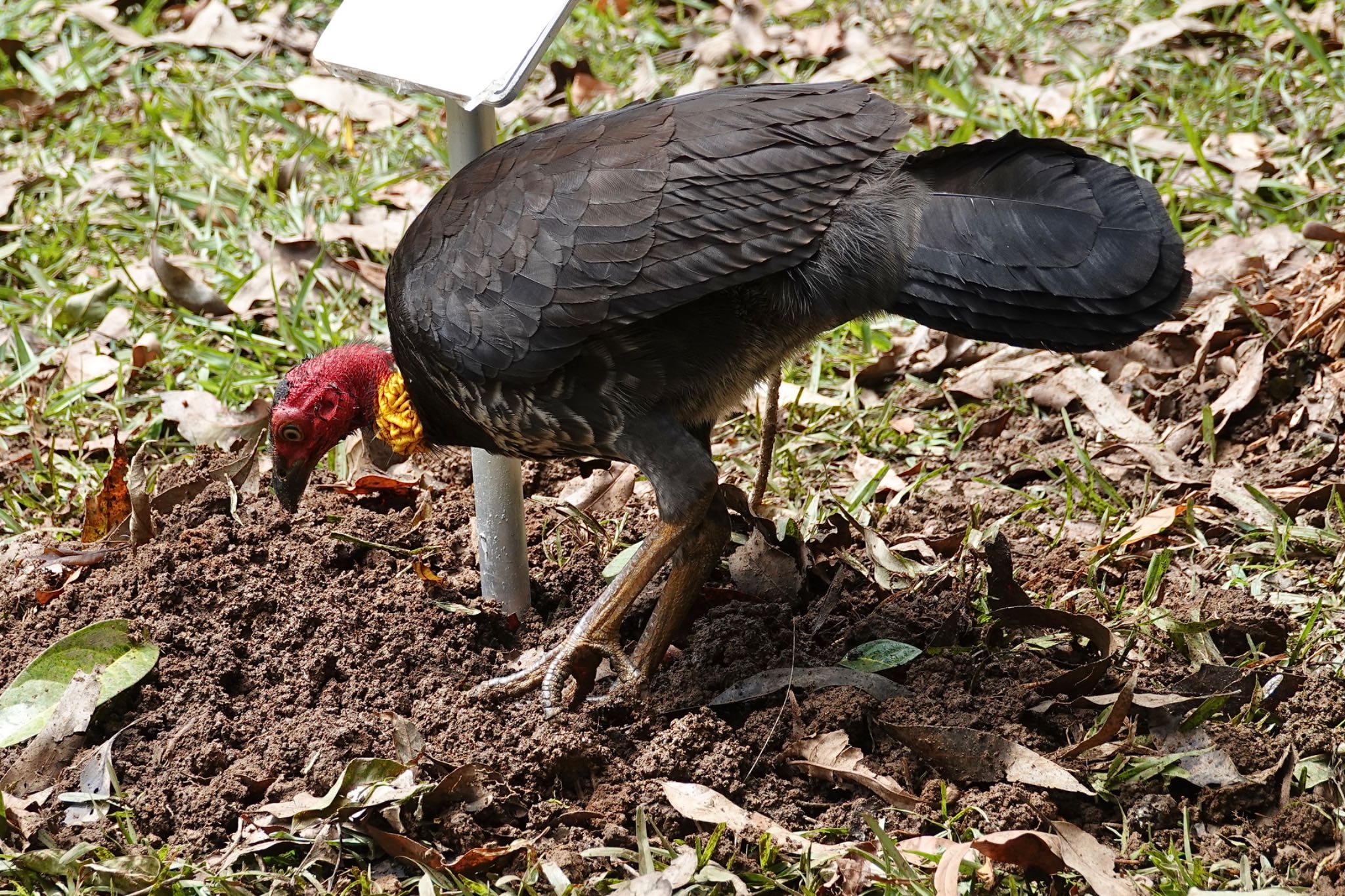 QLD,Australia ヤブツカツクリの写真 by のどか