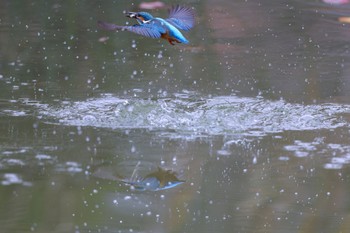 カワセミ 千里南公園 2022年11月26日(土)