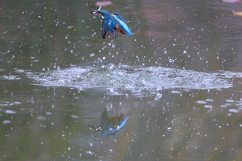 カワセミ 千里南公園 2022年11月26日(土)