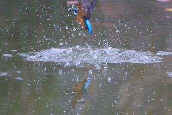 カワセミ 千里南公園 2022年11月26日(土)