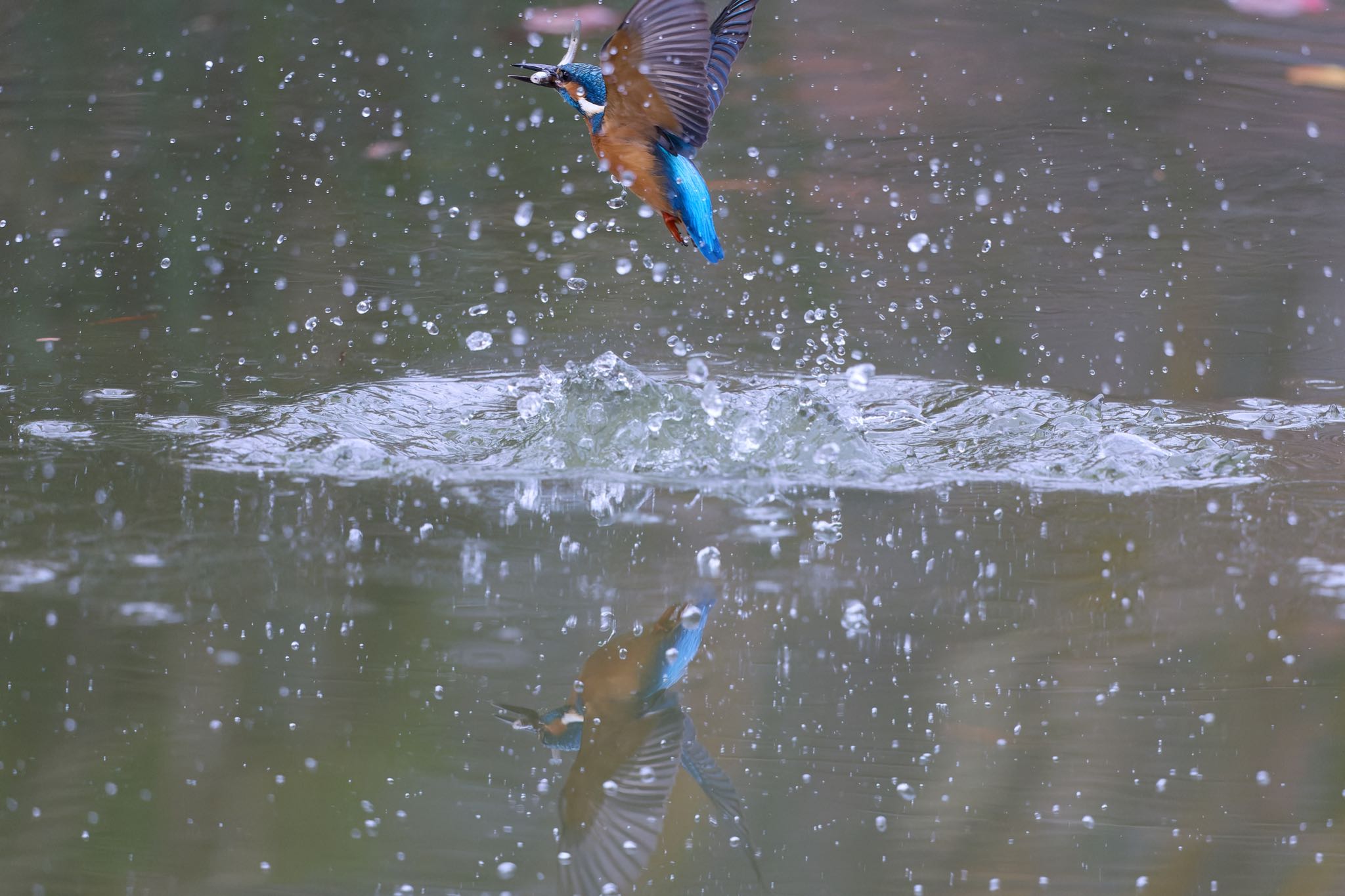 千里南公園 カワセミの写真 by 明石のおやじ