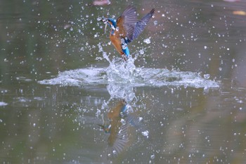 カワセミ 千里南公園 2022年11月26日(土)