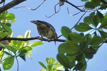 Green Oriole ケアンズ Sat, 10/8/2022