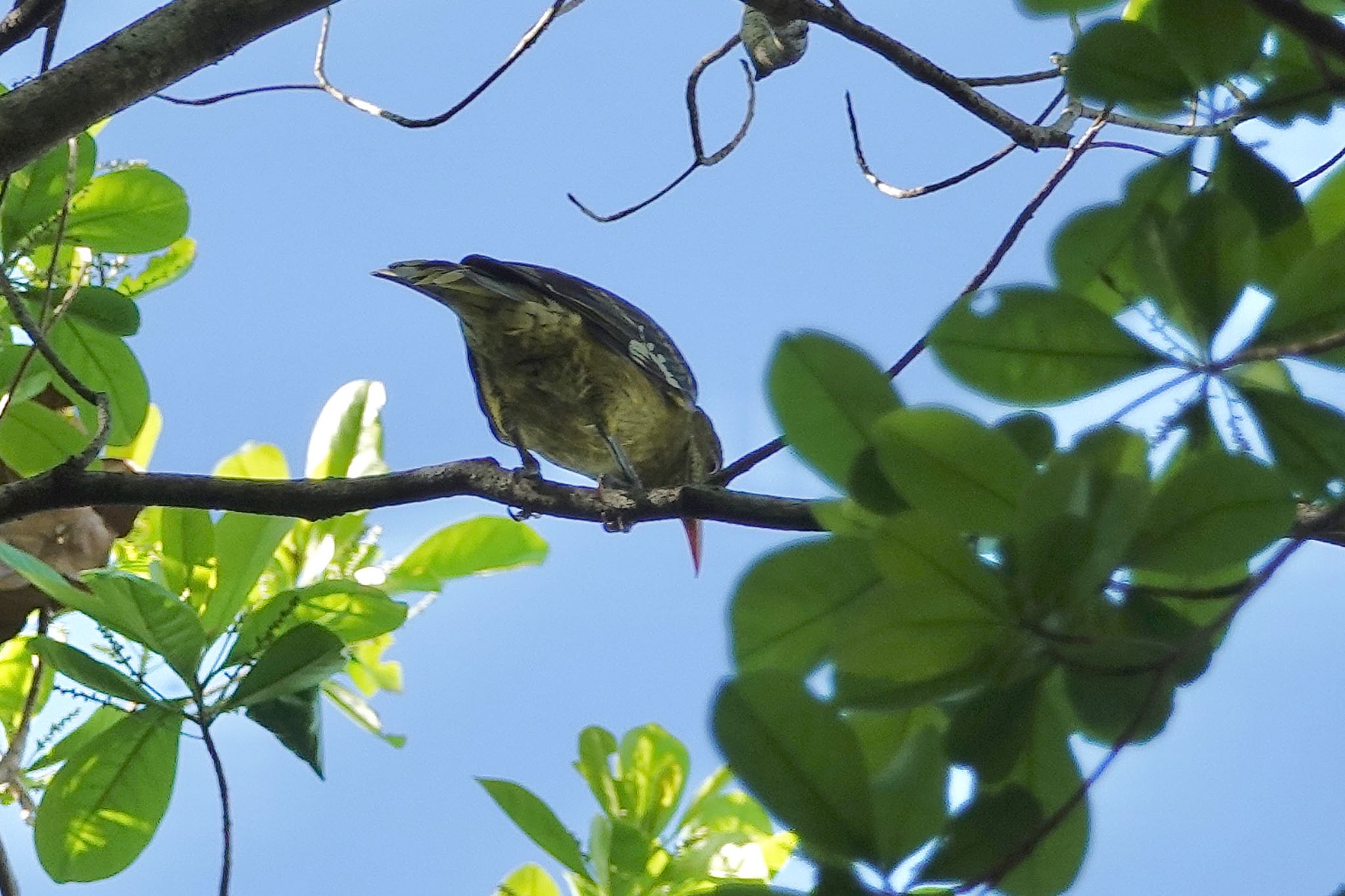 Green Oriole