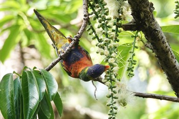 Rainbow Lorikeet ケアンズ Sat, 10/8/2022