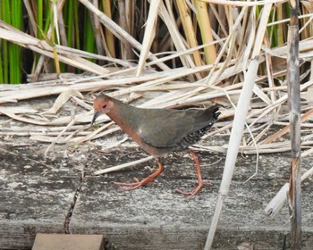 2022年11月26日(土) 馬見丘陵公園の野鳥観察記録