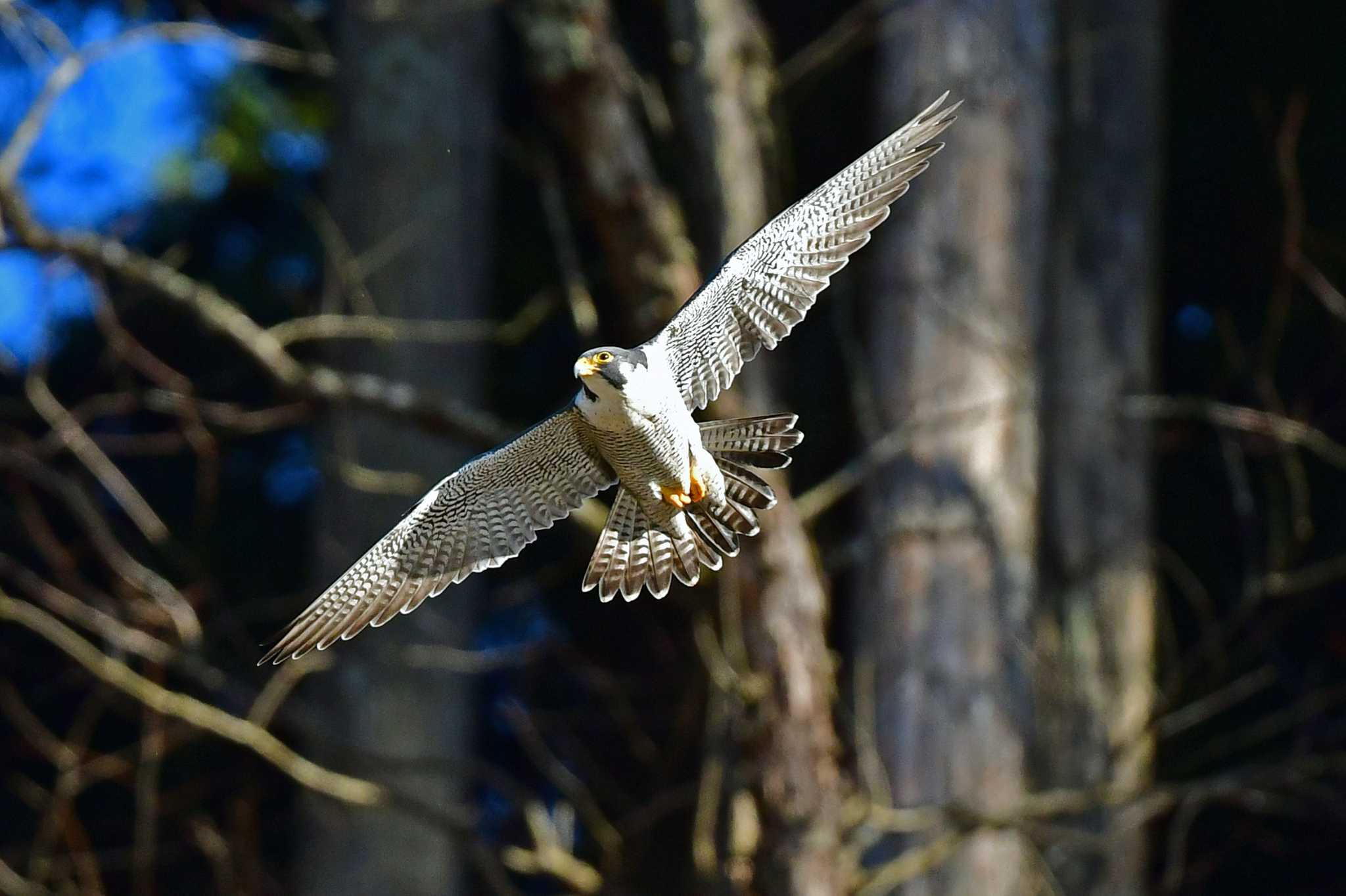 青葉山公園 ハヤブサの写真 by Keiichi TAKEDA