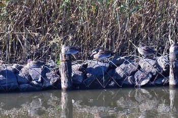 2022年11月25日(金) 境川遊水地公園の野鳥観察記録