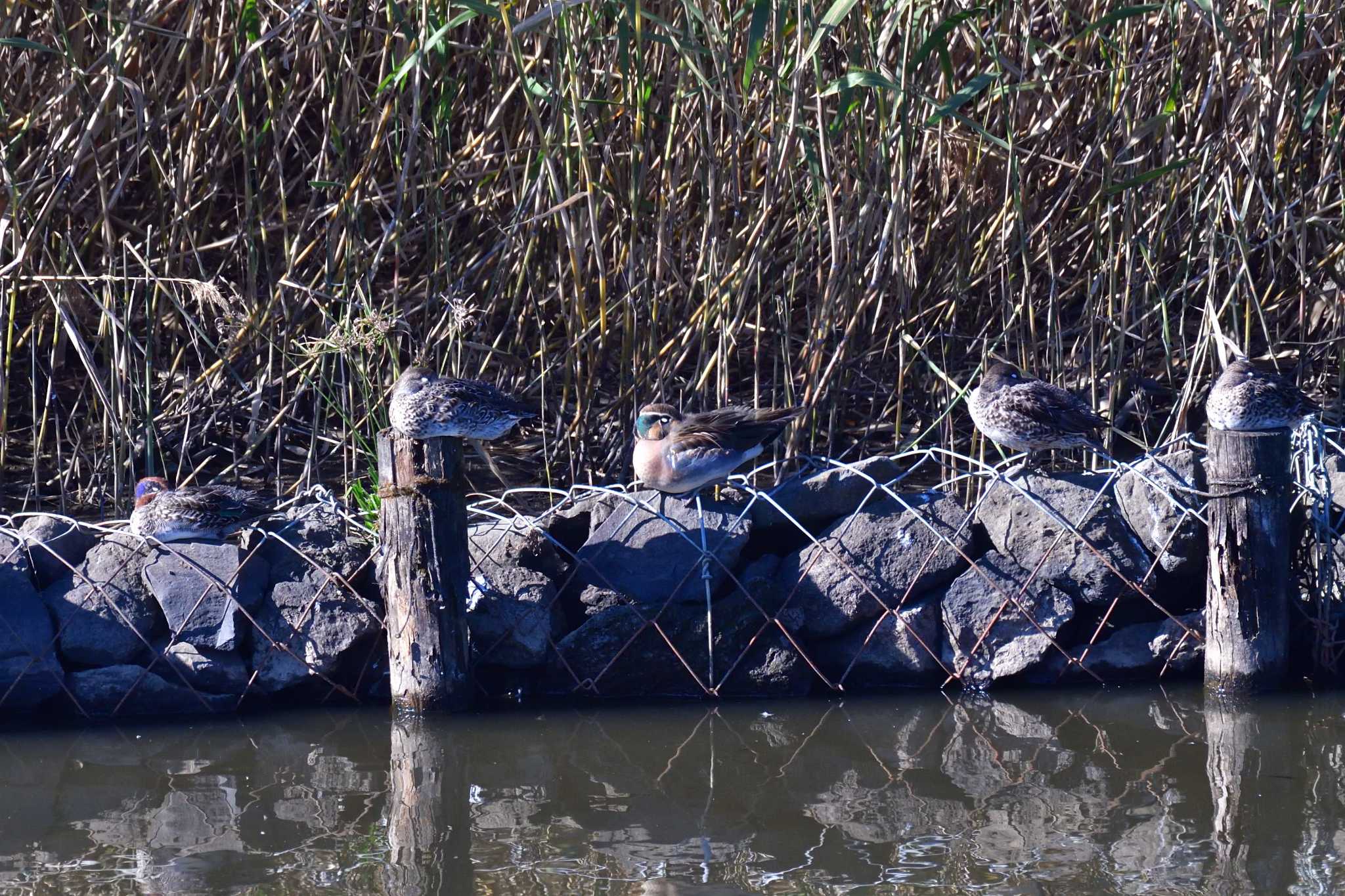 Baikal Teal