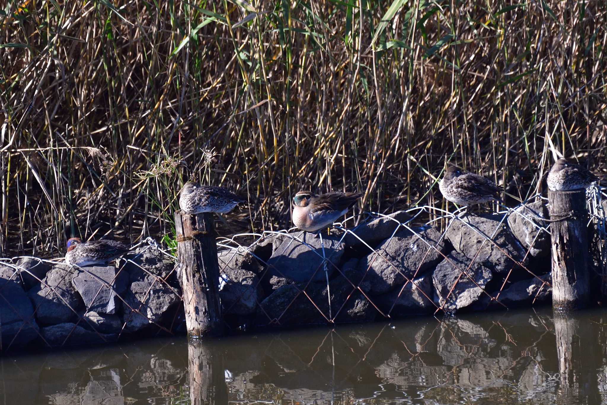 Photo of Baikal Teal at 境川遊水地公園 by やなさん