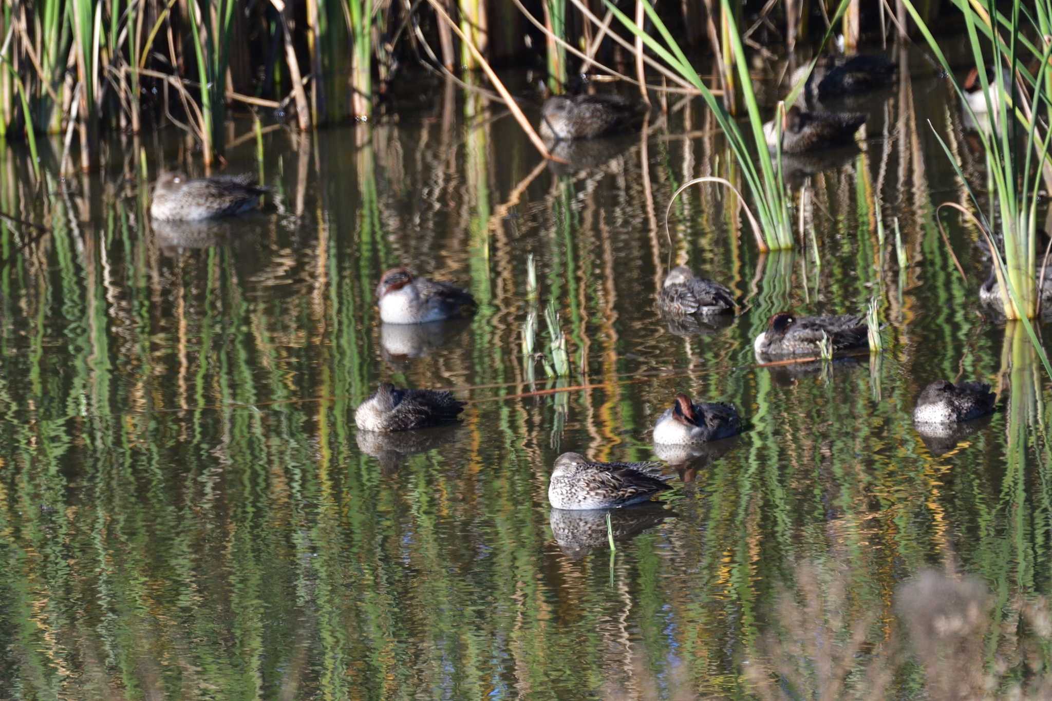 Eurasian Teal