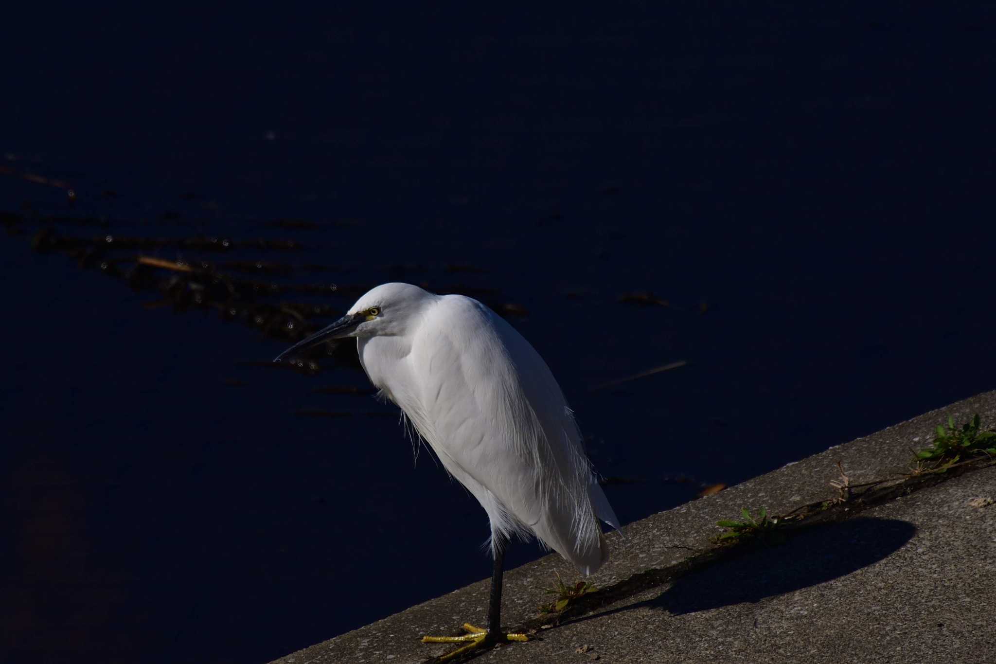 Little Egret