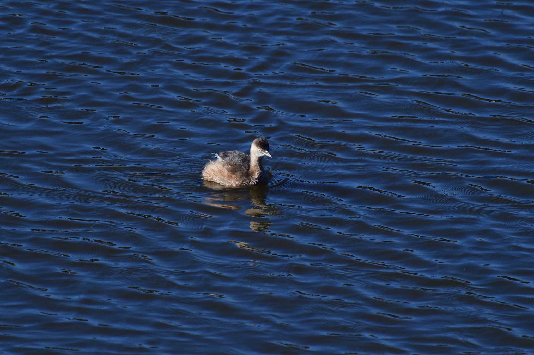 Little Grebe