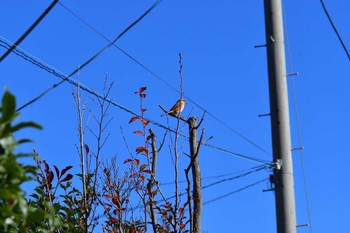 Bull-headed Shrike 境川遊水地公園 Fri, 11/25/2022