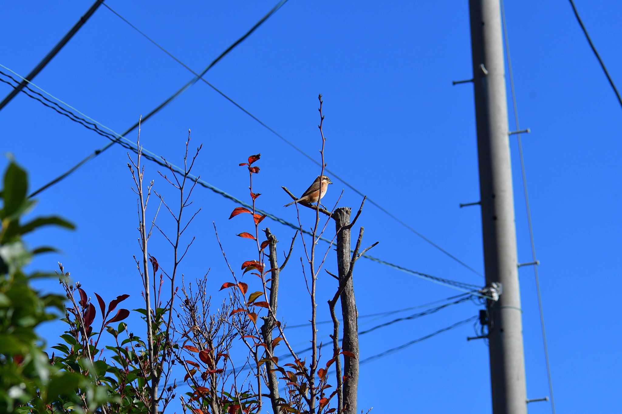 Photo of Bull-headed Shrike at 境川遊水地公園 by やなさん