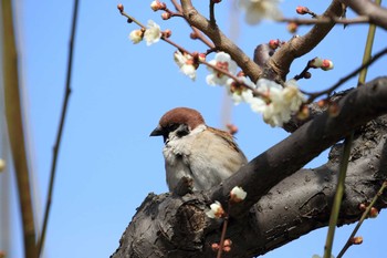 スズメ 大阪城公園 2018年3月2日(金)