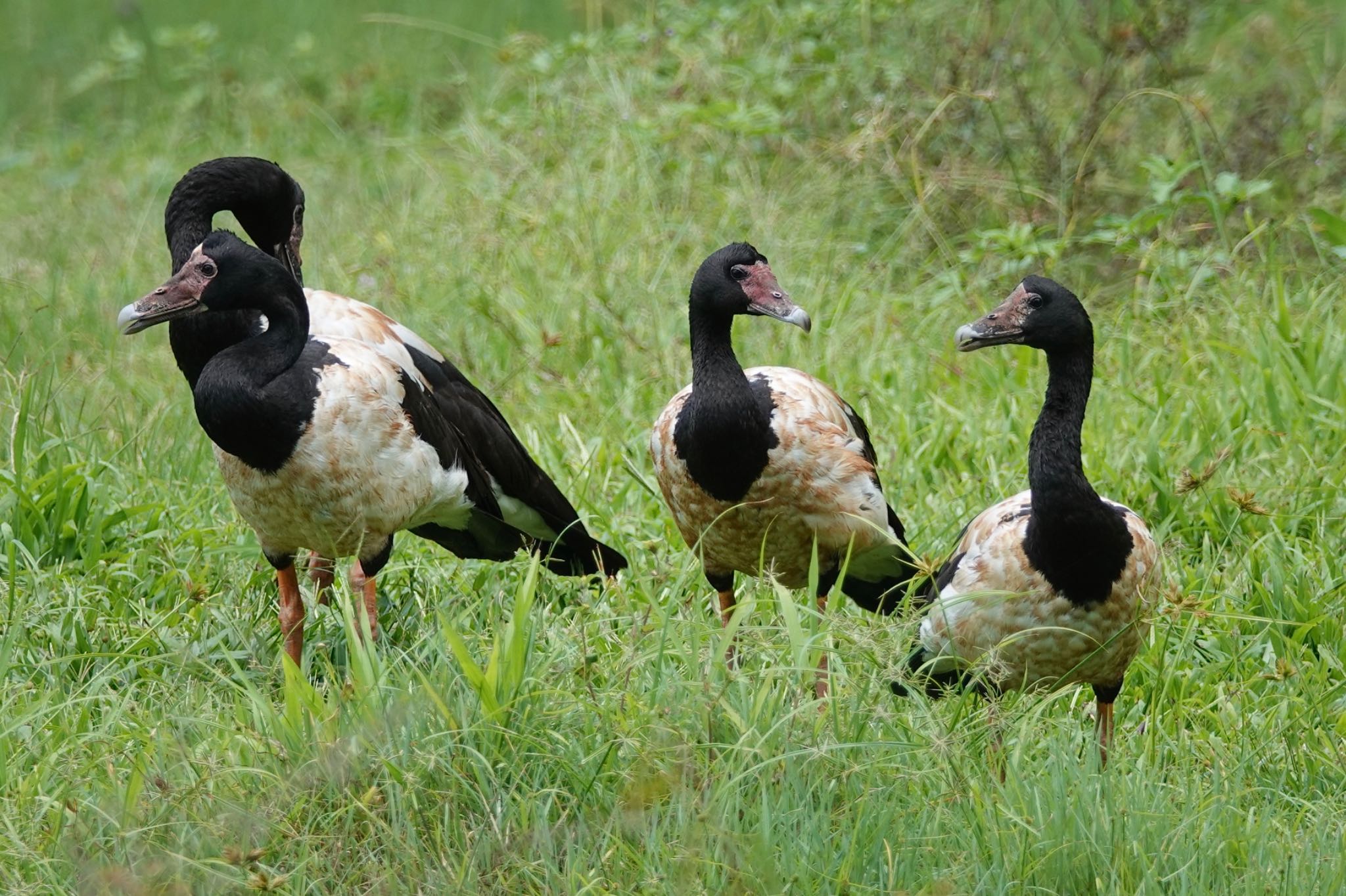 Magpie Goose