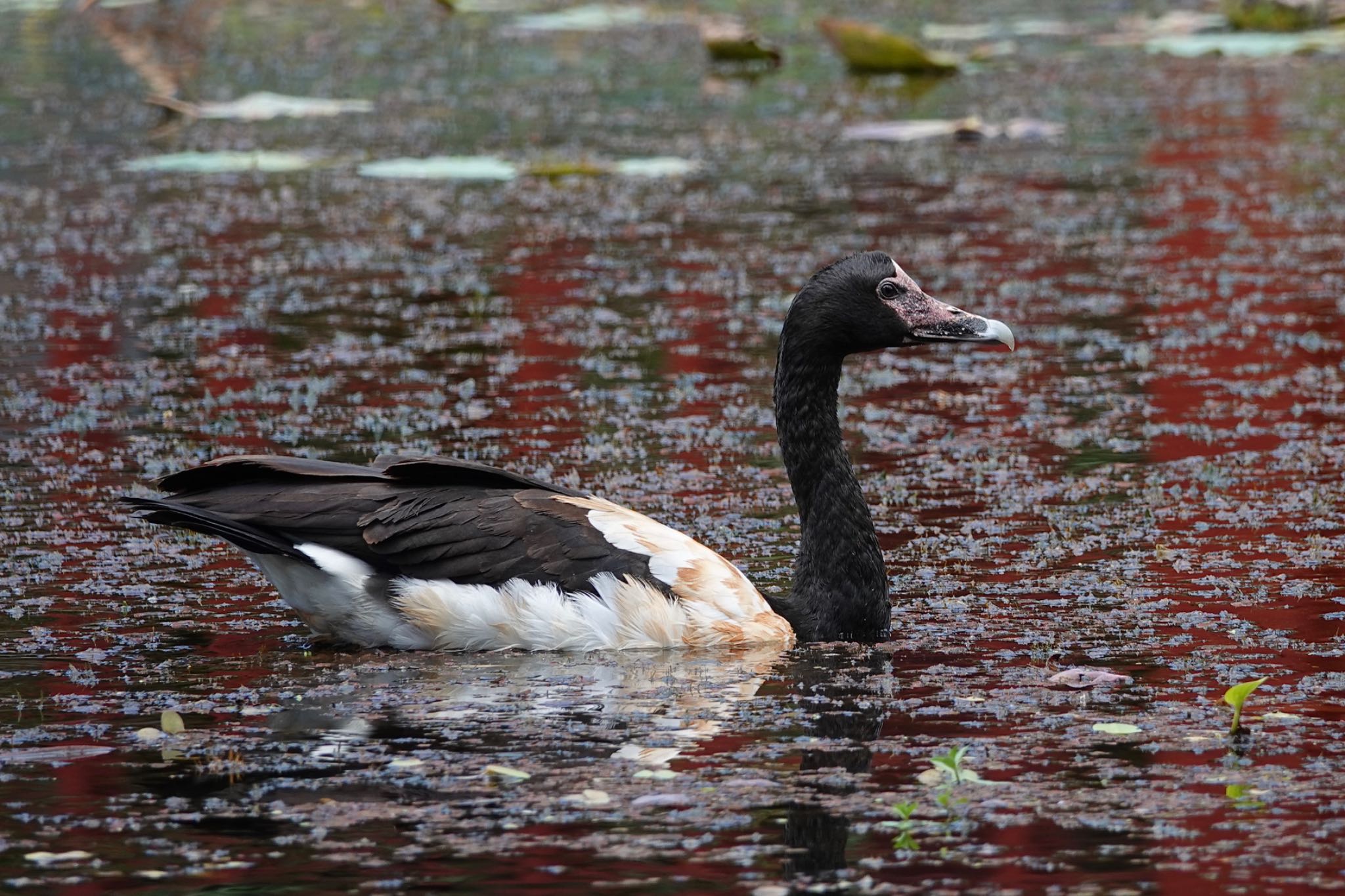 Magpie Goose