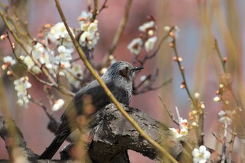 Fri, 3/2/2018 Birding report at Osaka castle park