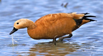 Ruddy Shelduck Unknown Spots Mon, 11/21/2022