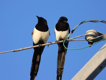 カササギ 沖端川 2022年11月27日(日)