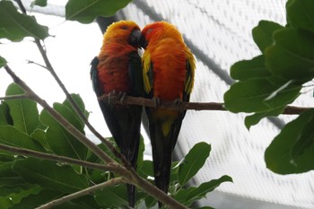 コガネメキシコインコ